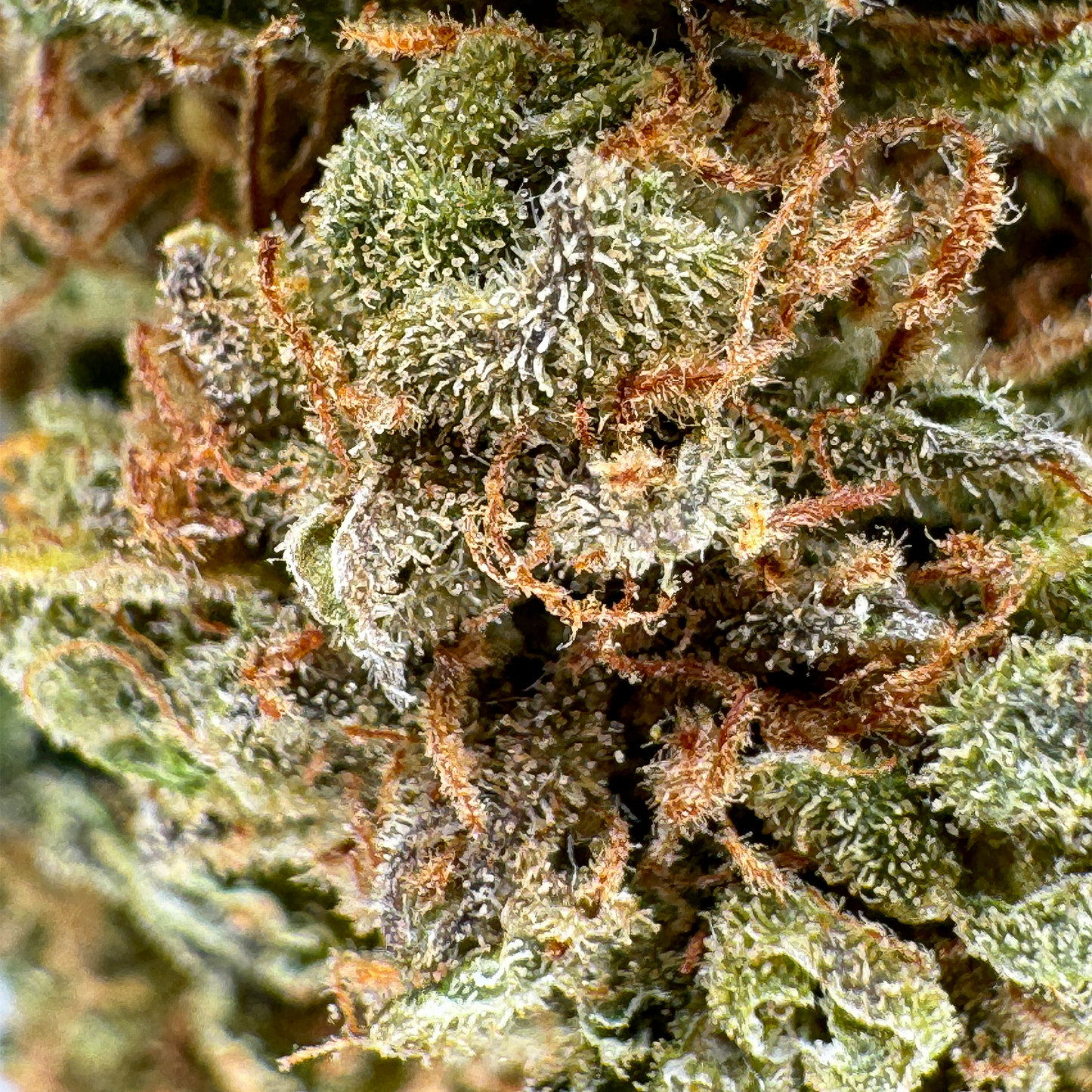 Berry Kush luzem