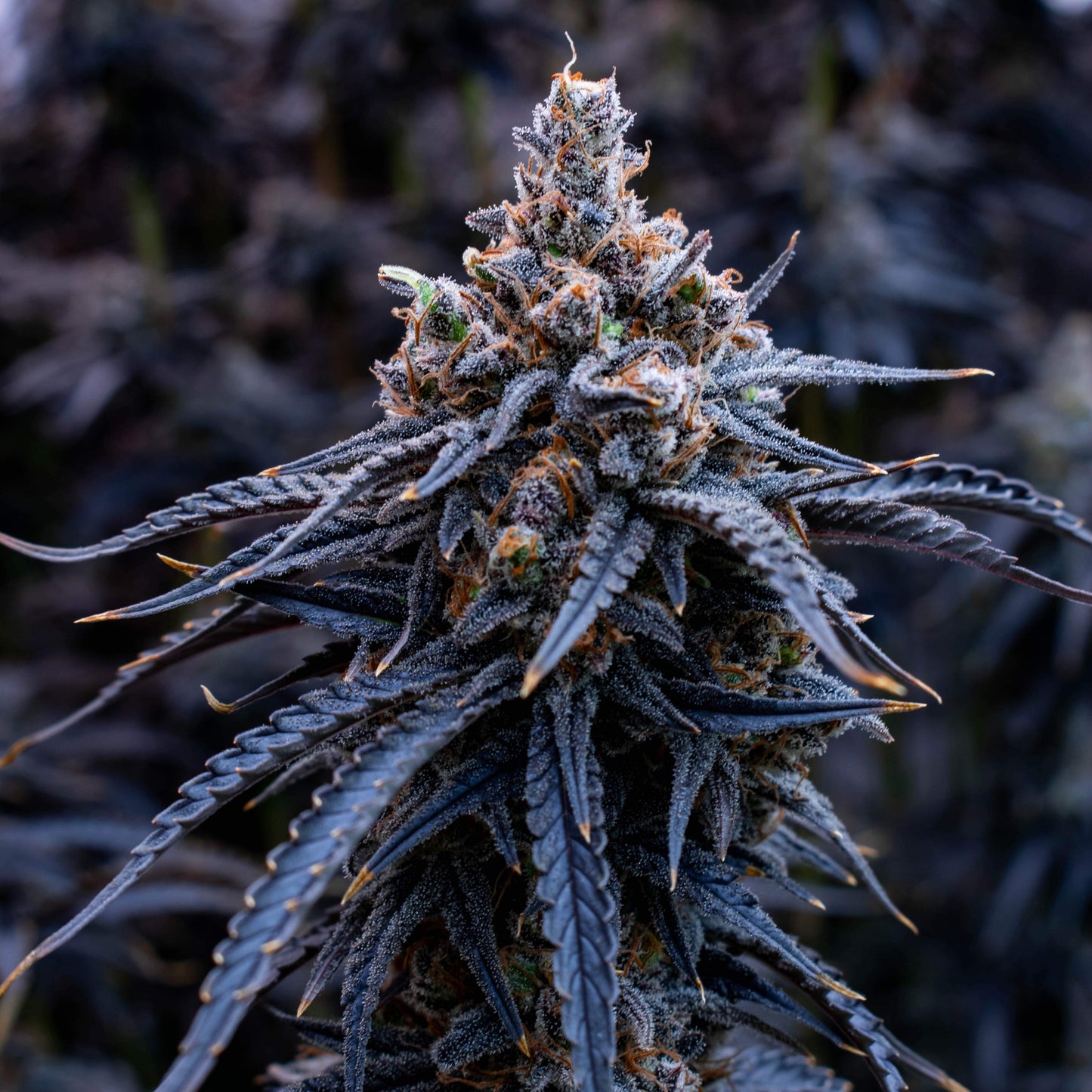 Bubba Kush US Samen Feminisiert Samen Lucky Hemp