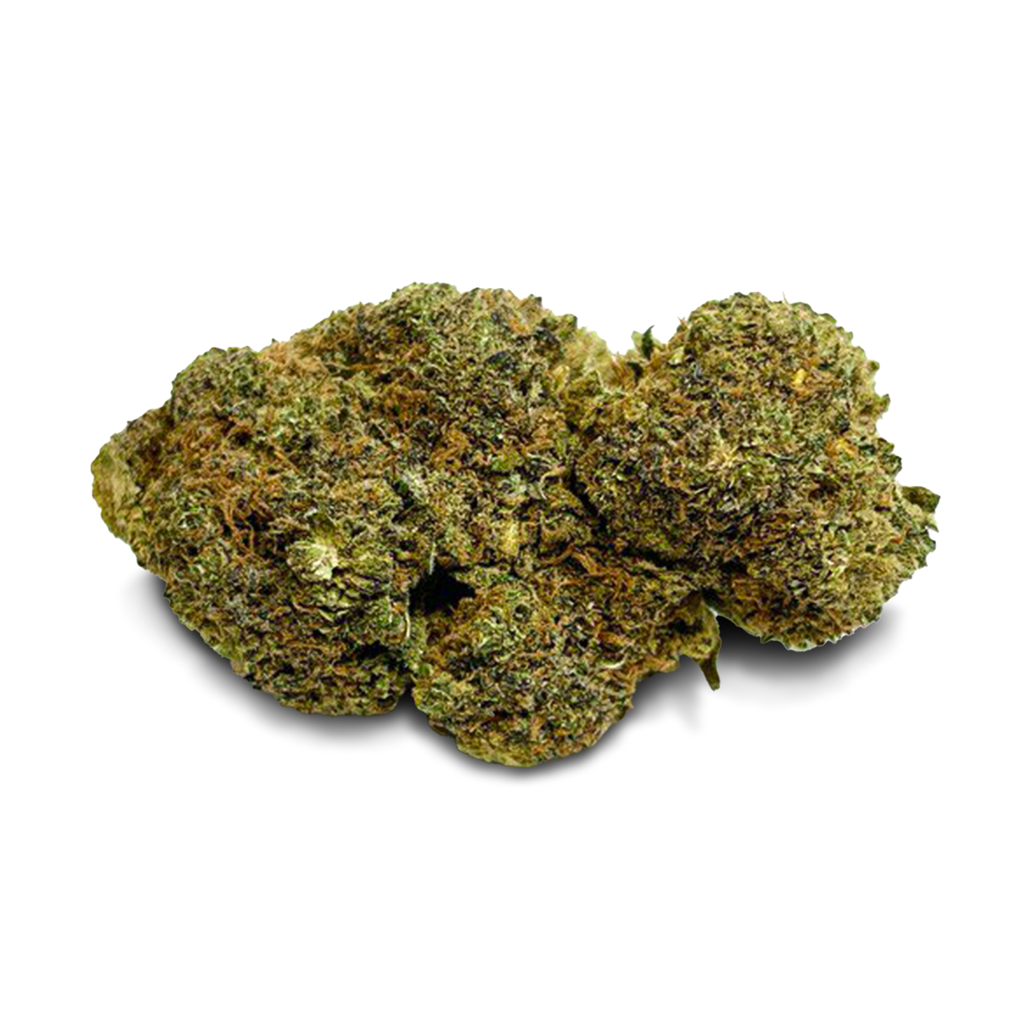 Master Dwarf mit Sichtfenster