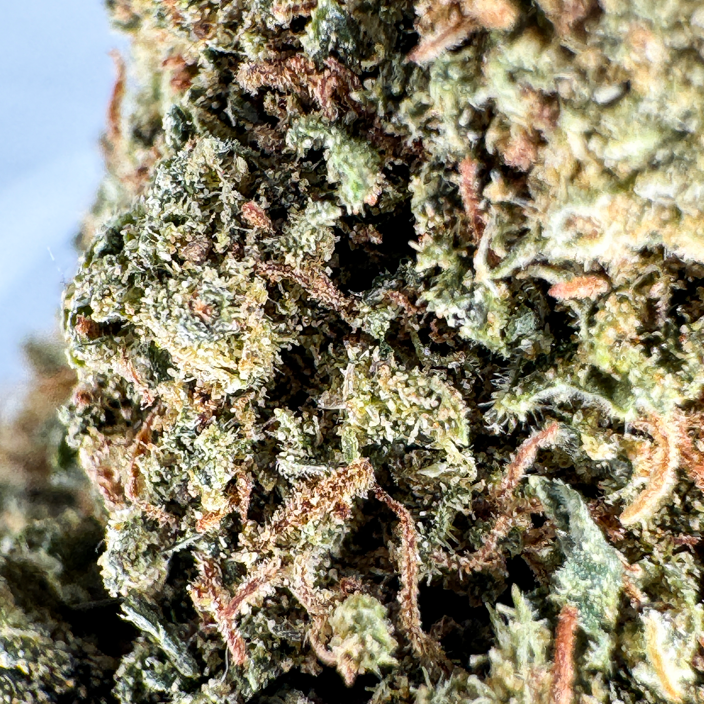 Orange Bud luzem