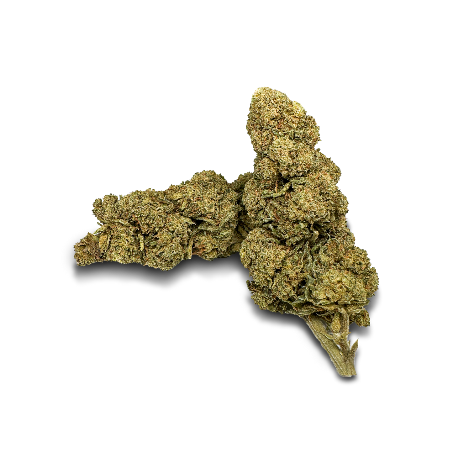 Orange Bud luzem