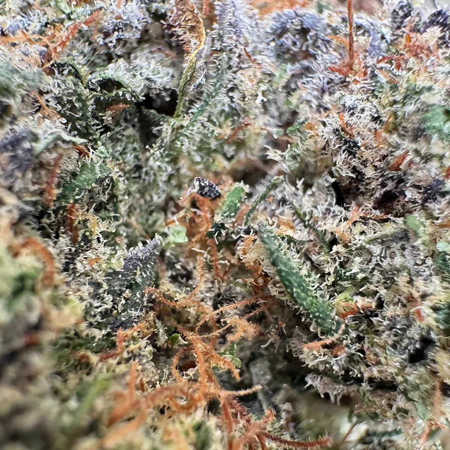 Berry Kush luzem