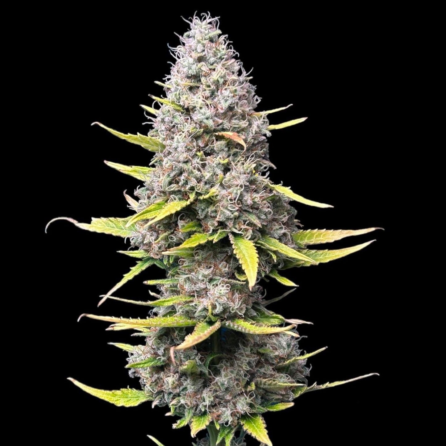 Super Silver Haze Samen Feminisiert Samen Lucky Hemp