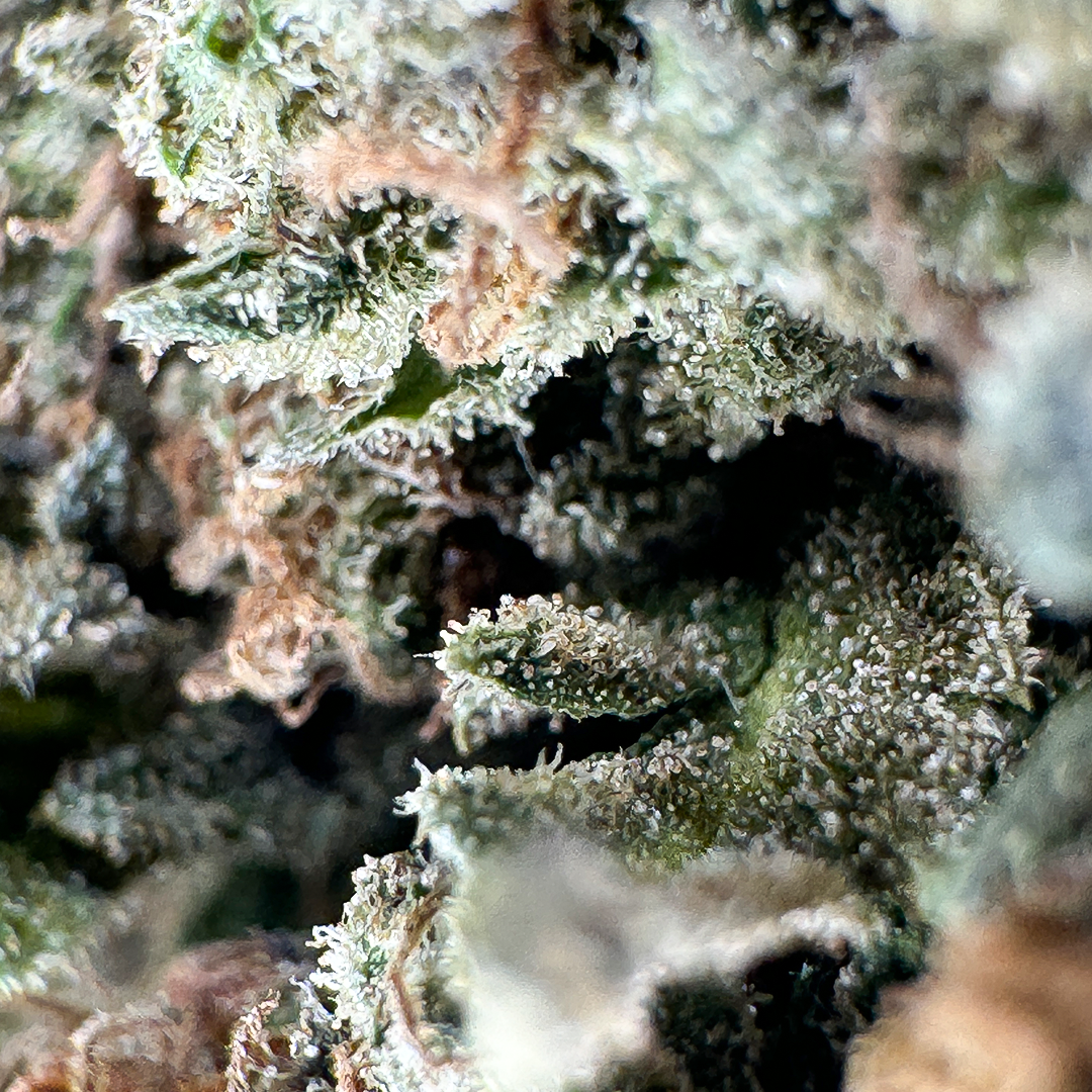 Strawberry Haze Ökopack Blüten Lucky Hemp