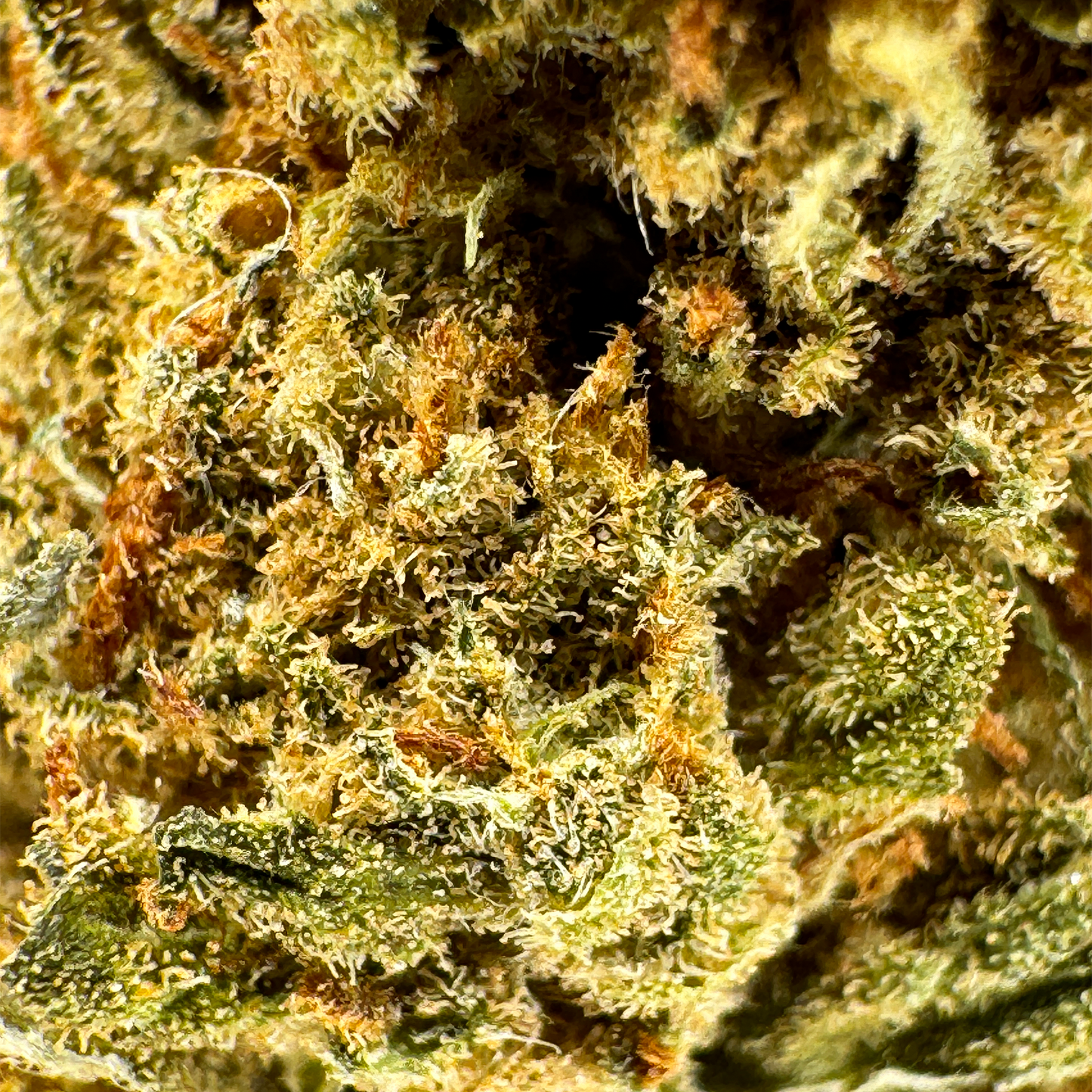 Super Lemon Haze luzem
