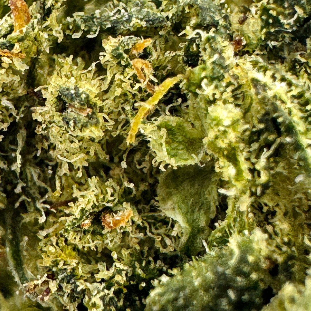 Berry Kush luzem