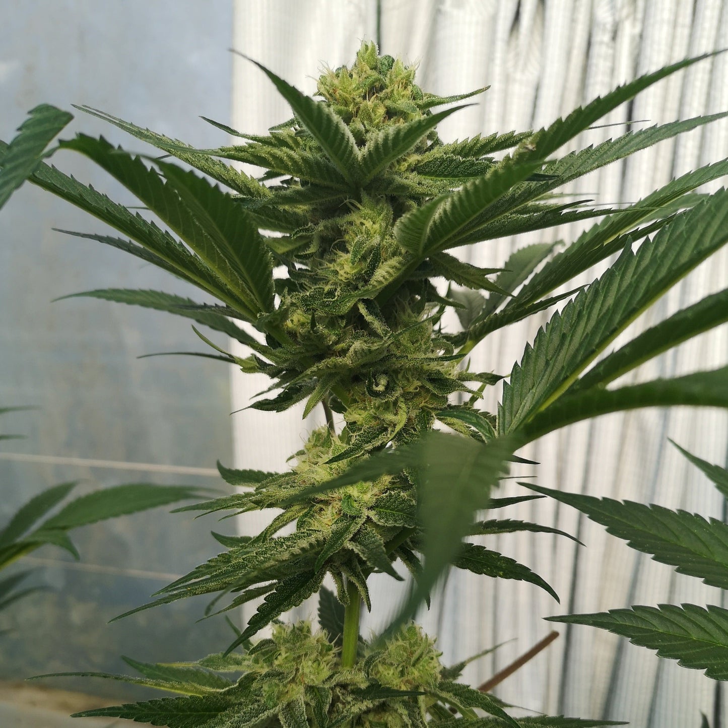 Wedding Cake Samen Feminisiert Lucky Hemp