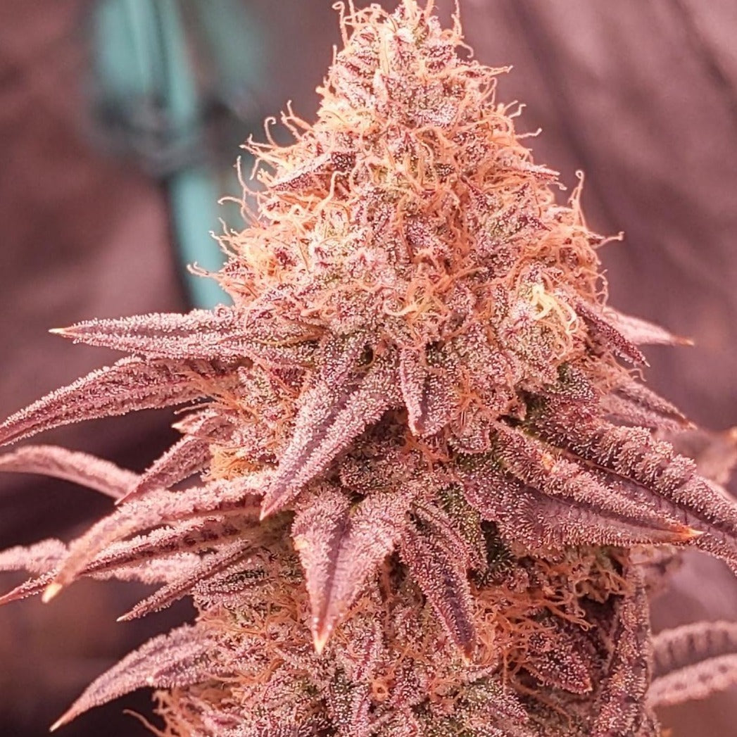 Cherry Runtz US Samen Feminisiert Samen Lucky Hemp