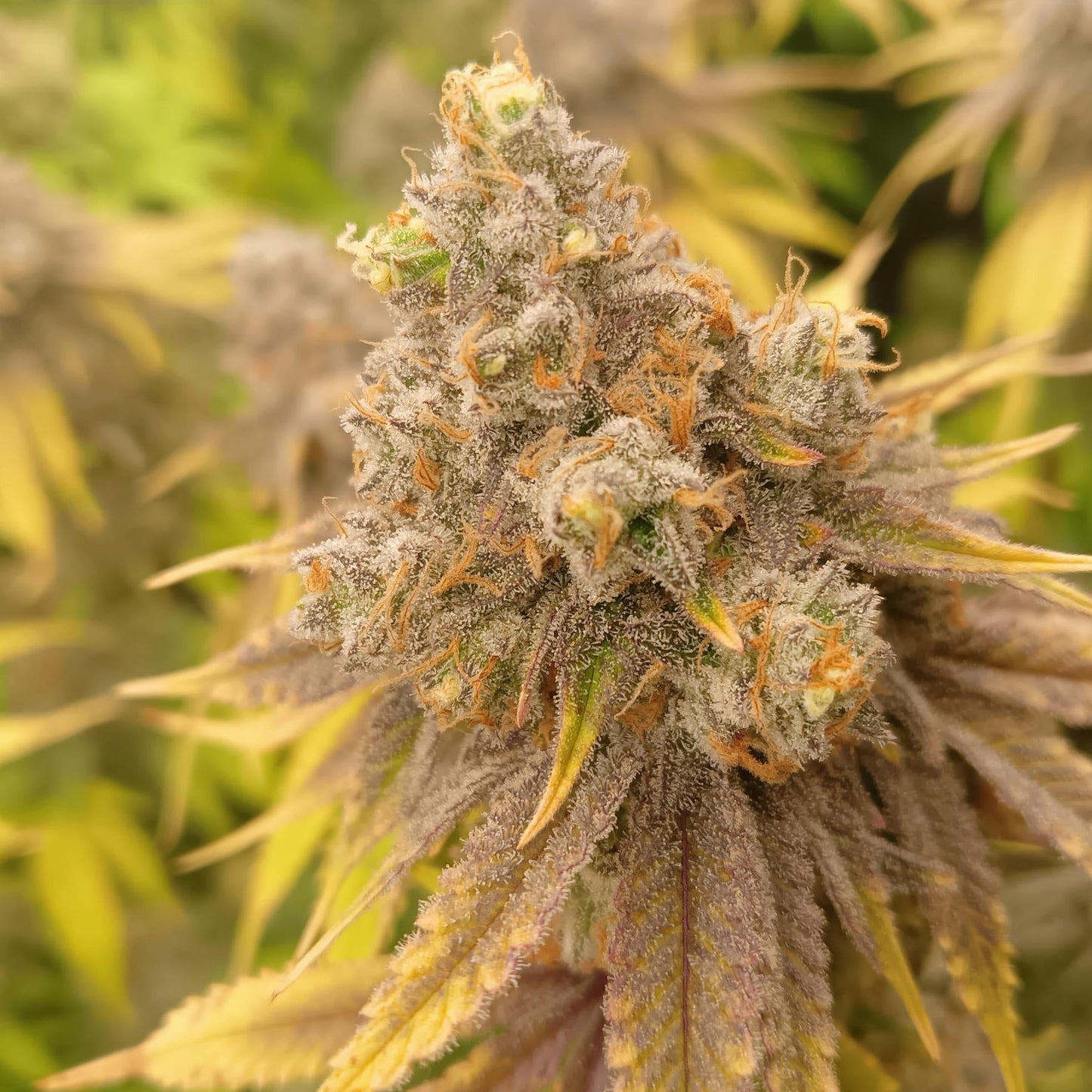Ice Cream Cake US Samen Feminisiert Samen Lucky Hemp