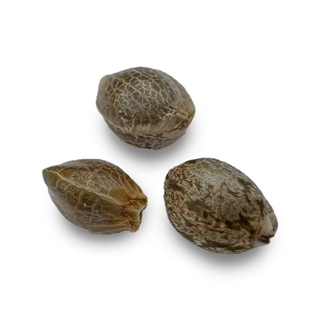 AK47 Samen Automatik Samen Lucky Hemp   