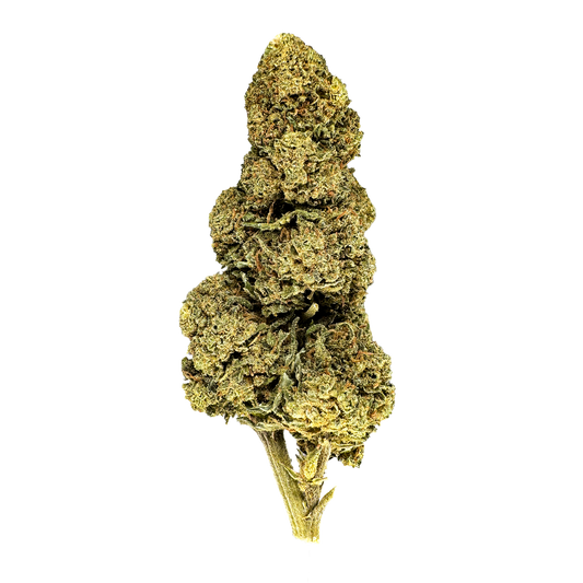 Orange Bud luzem