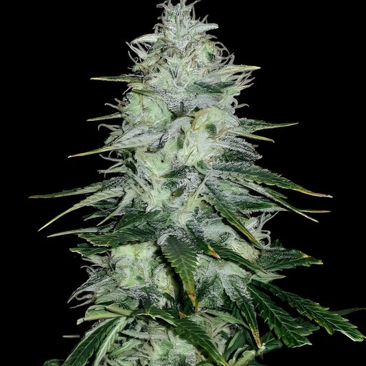 Amnesia Haze Steckling