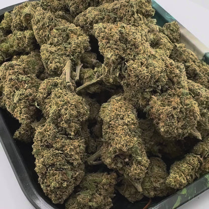 Berry Kush luzem