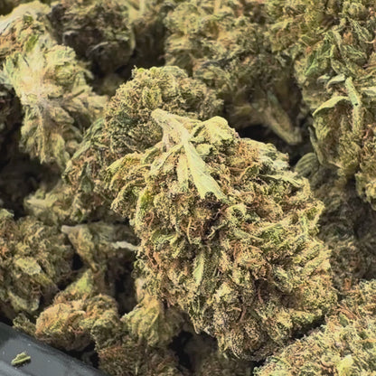 Berry Kush luzem