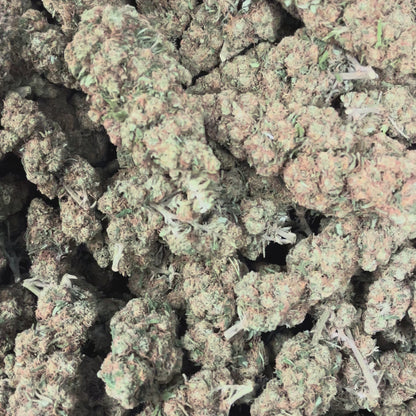 Berry Kush luzem