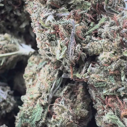 Berry Kush luzem