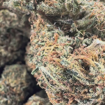 Berry Kush luzem